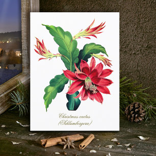 Elegante Vintage botanische Weihnachtskaktus-Blume Postkarte