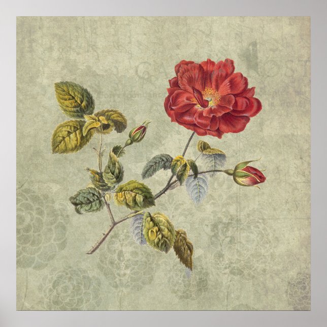 Elegante Vintage französische Rose Poster (Vorne)