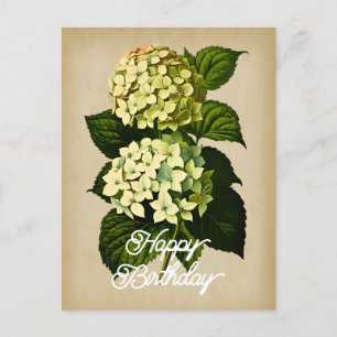 Elegante Vintage Hortensien-Blume Alles Gute zum G Postkarte