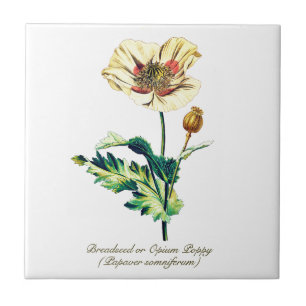 Elegante Vintage Opiummohn-Blume Fliese