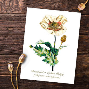 Elegante Vintage Opiummohn-Blume Postkarte