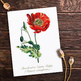 Elegante Vintage Opiummohn-Blume Postkarte