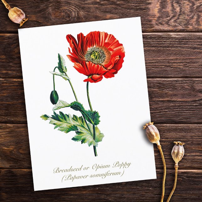 Elegante Vintage Opiummohn-Blume Postkarte (Von Creator hochgeladen)