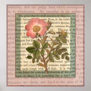 Elegante Vintage Rosa Rose Antique Collage Poster