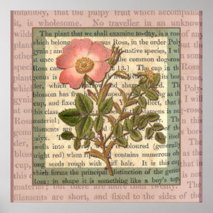 Elegante Vintage Rosa Rose Antique Collage Poster