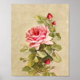 Elegante, Vintage Rosa Rosen Poster