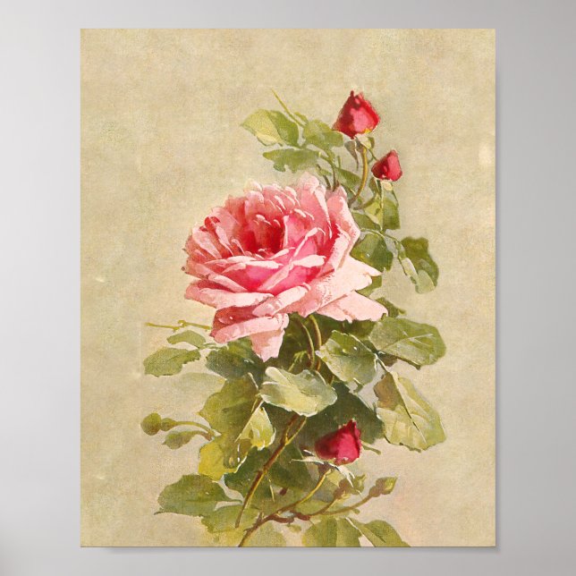 Elegante, Vintage Rosa Rosen Poster (Vorne)
