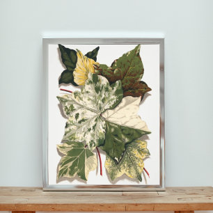 Elegante Vintage-Shirley-Hibberd-Efeu-Illustration Fotodruck
