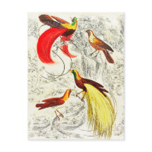 Elegante Vintage tropische Vögel des Paradieses