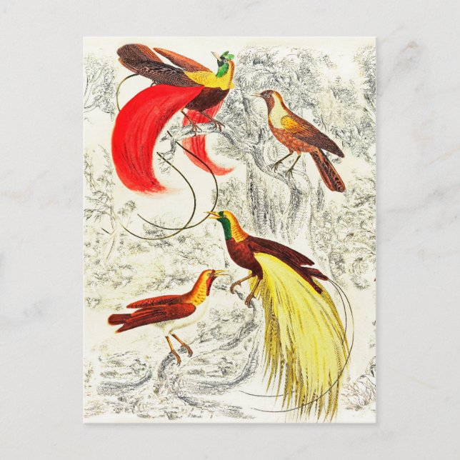 Elegante Vintage tropische Vögel des Paradieses Postkarte (Vorderseite)