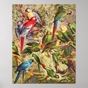 Elegante Vintage tropische Vogelwelten Poster