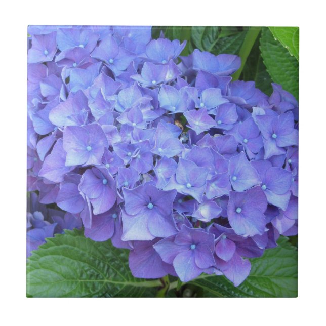 Elegante violette Hortensien Fliese (Vorderseite)
