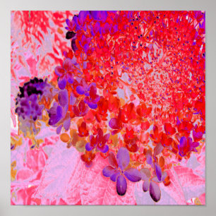 Elegante violette und orange Limelight-Hortensie Poster