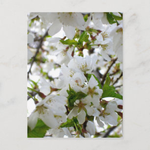 Elegante weiße Blütenblüten-Foto Postkarte