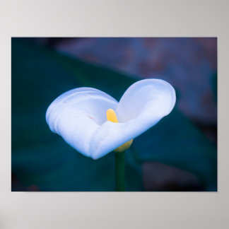 Elegante weiße Herzförmige Calla-Lilie Poster