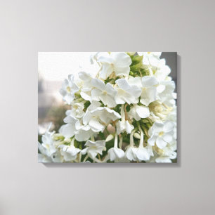 Elegante weiße Hortensien-Blumenleinwandkunst B Leinwanddruck