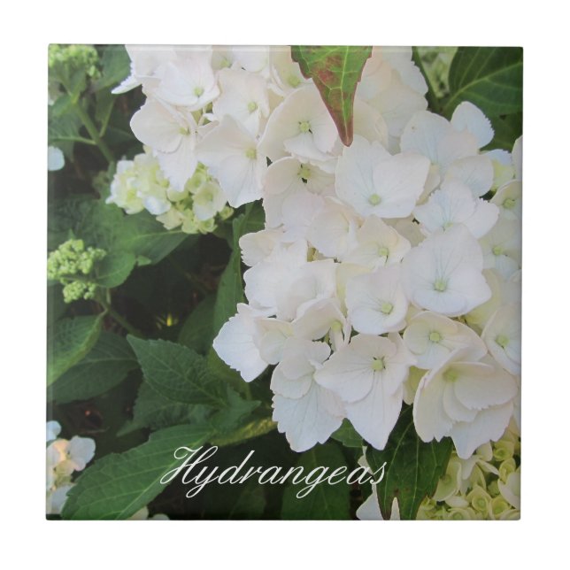 Elegante weiße Hortensien Fliese (Vorderseite)