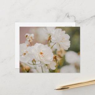 Elegante weiße Korbin-Rosen romantische Fotografie Postkarte