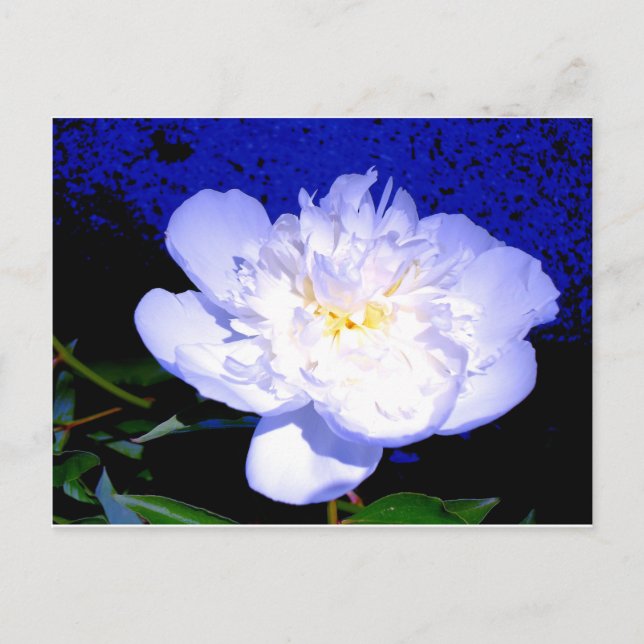 Elegante weiße lila Peony Postkarte (Vorderseite)