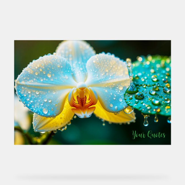 Elegante weiße Orchidee mit Wassertropfen Botanik Acrylschild (Vorderseite)