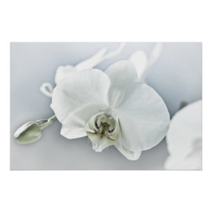 Elegante weiße Orchideen-Botanik-Kunst Poster
