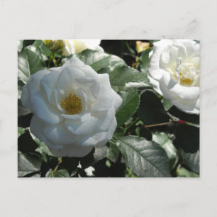 Elegante weiße Rosen Postkarte