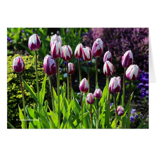 Elegante White Lila Flaming Flag Triumph Tulips (Vorderseite (Horizontal))