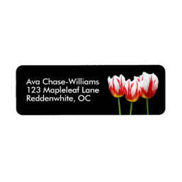 Eleganter Ahornblättriger Leaf