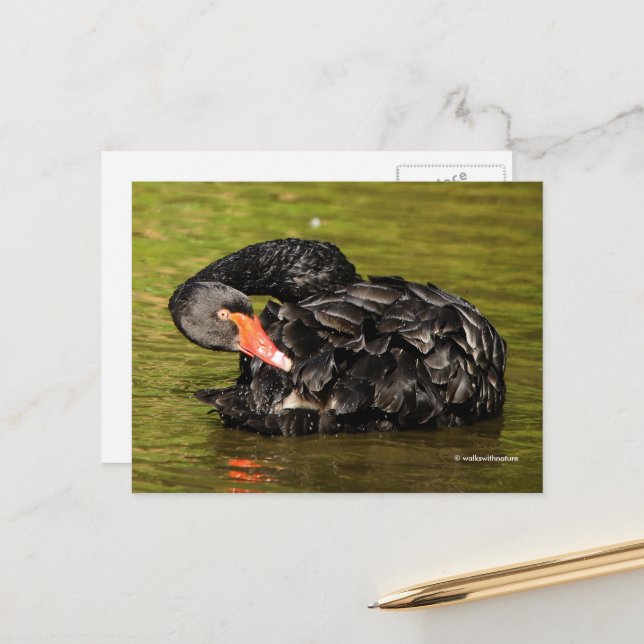 Eleganter Atemberaubender Schwarzer Schwan im Teic Postkarte (Vorderseite/Rückseite Beispiel)