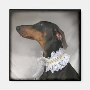 Eleganter blauer DobermannPinscher Magnet