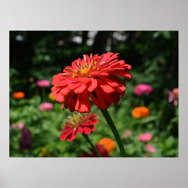 Eleganter Blumengarten Rot-Orange-Rosa Blume Poster (Vorne)
