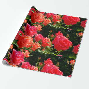 Eleganter Garten mit orangefarbenen Rose Rose Geschenkpapier