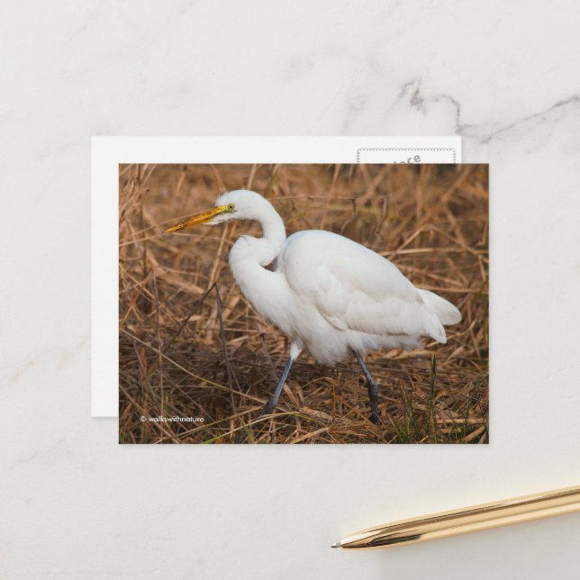 Eleganter Großer Egret Bird in den Schilfröten Postkarte (Vorderseite/Rückseite Beispiel)