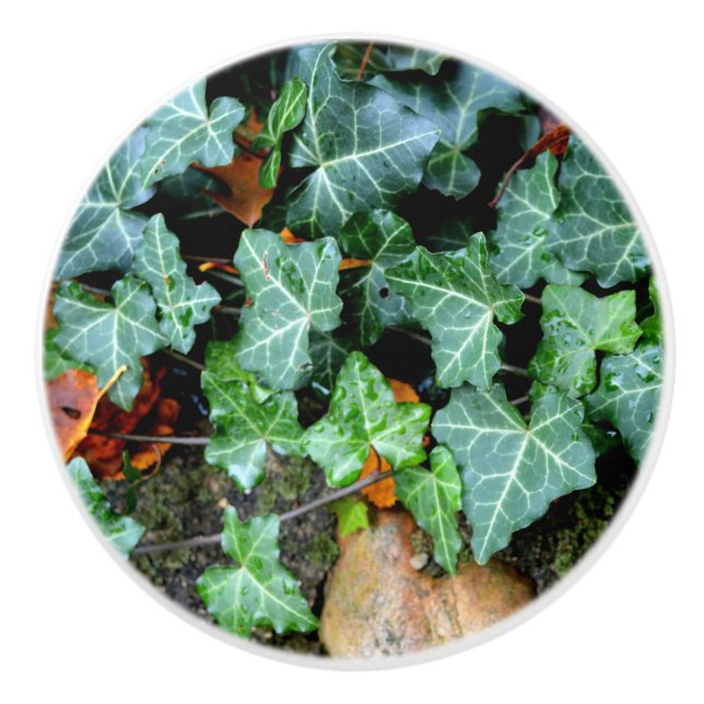 Eleganter klassischer Ivy und Felsstein Keramikknauf (Vorderseite)