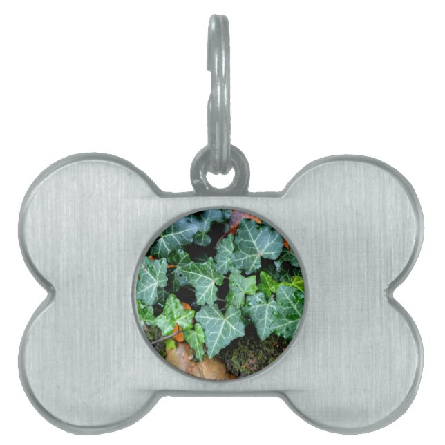 Eleganter klassischer Ivy und Felsstein Tiermarke (Vorderseite)