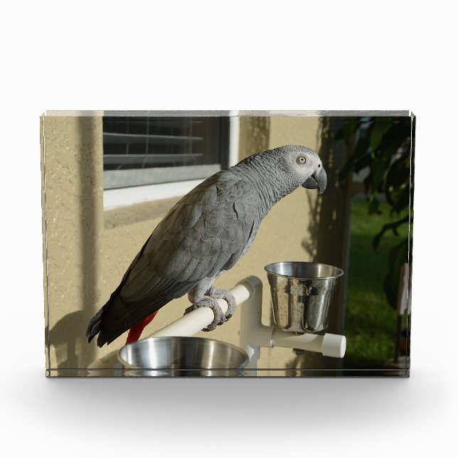 Eleganter Kongo-Grau-Papagei auf Stand Fotoblock (Vorderseite)