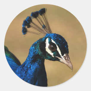 Eleganter Pfau - anpassbare Aufkleber-Vorlage Runder Aufkleber