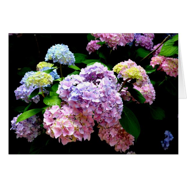Eleganter, rosa, lila blauer Hydrangea-Garten (Vorderseite (Horizontal))