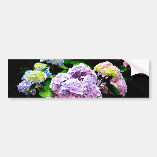 Eleganter, rosa, lila blauer Hydrangea-Garten Autoaufkleber (Vorne)