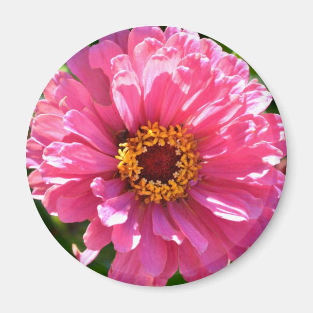 Eleganter Rosa Retro Rosa-Département Magnet (Vorne)