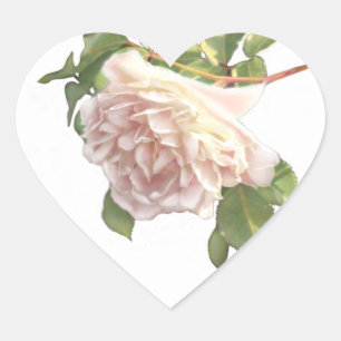 eleganter Rosa-Rosa-Rosenknospe Herz-Aufkleber