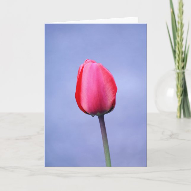 Eleganter rosa Tulip Lavender Hintergrund Blank Karte (Vorderseite)