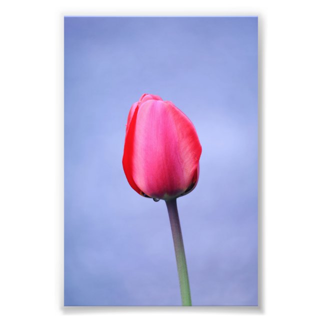 Eleganter rosa Tulip mit dem Hintergrund der Laven Fotodruck (Vorne)