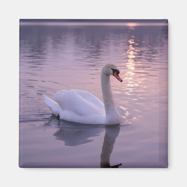 Eleganter Schwan Sonnenuntergang Magnet (Vorne)