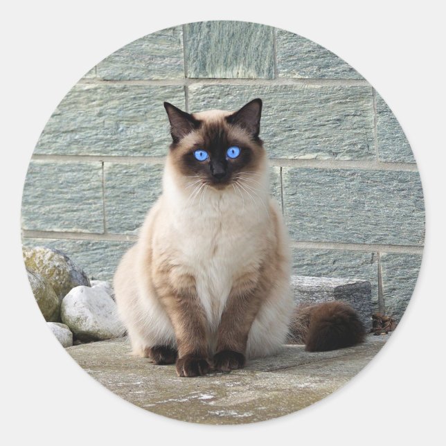 Eleganter Siameser Cat Foto Classic Round Sticker (Vorderseite)