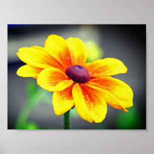 Eleganter Single Gelbes OrangeDahlia Blume Poster
