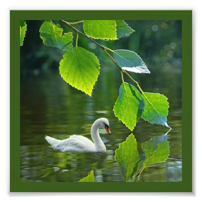 Eleganter Summer Swan Fotodruck (Vorne)