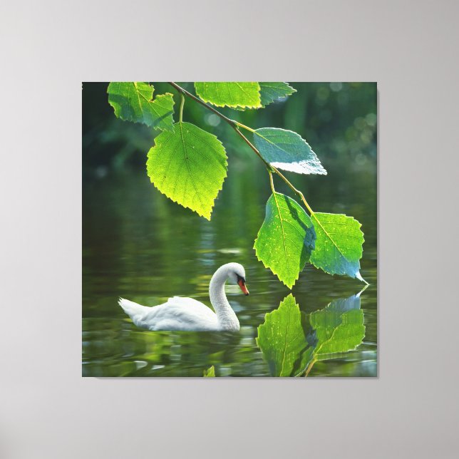 Eleganter Summer Swan Leinwanddruck (Vorderseite)