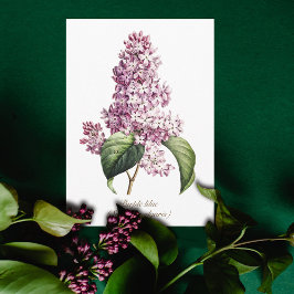 Eleganter Vintager botanischer Lila Lilac Blossom Karte
