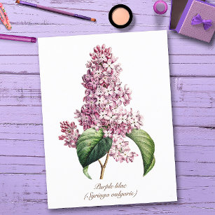 Eleganter Vintager botanischer Lila Lilac Blossom Postkarte